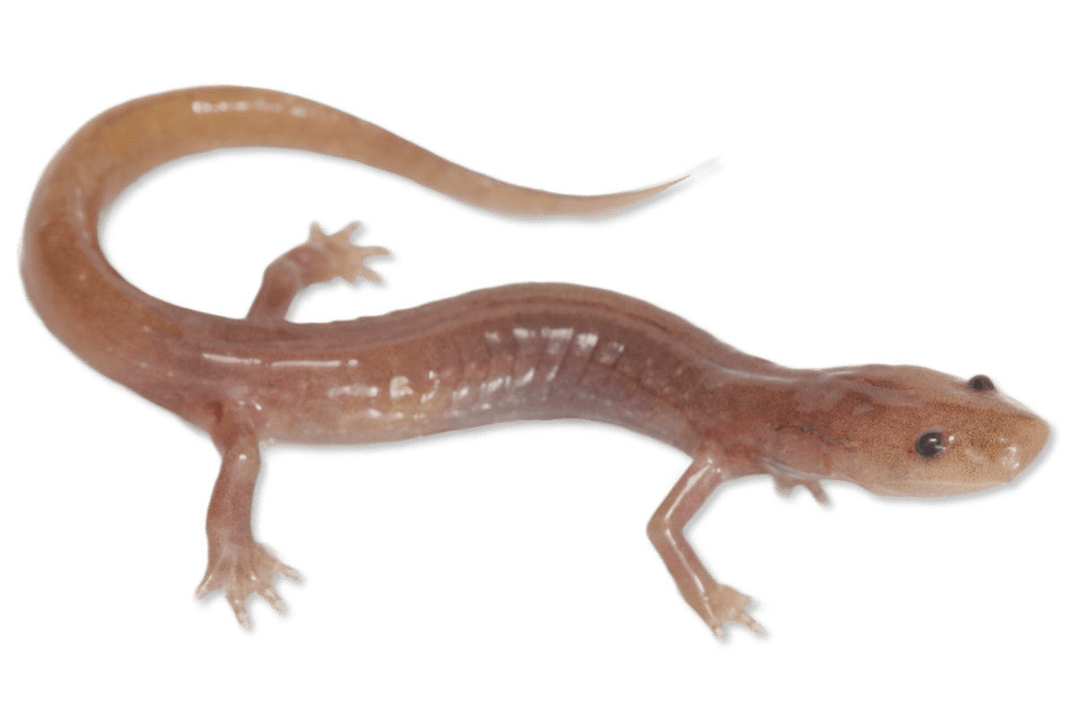 Plethodontidae - Eurycea spelaea