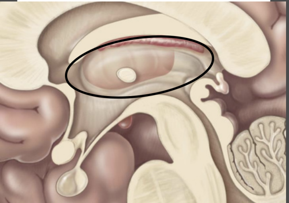<p>Diencephalon – <strong>Thalamus</strong></p>