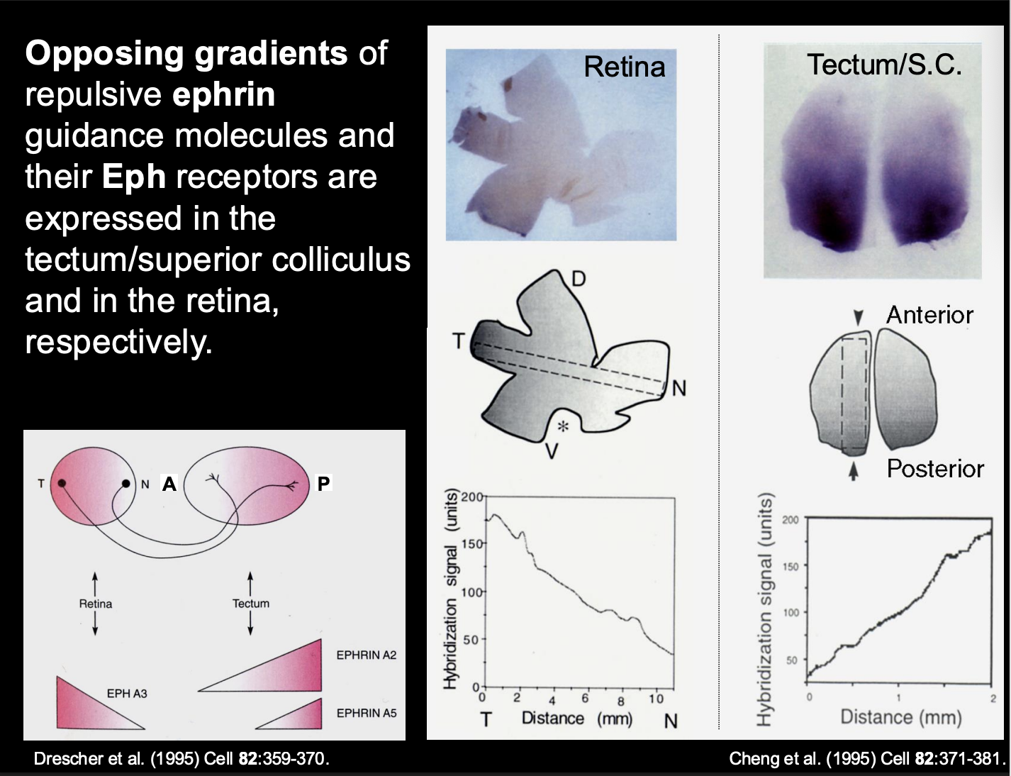 <ol><li><p>A-type→ GPI-linked molecules</p></li><li><p>B-type→ Transmembrane molecules</p></li></ol><p></p>