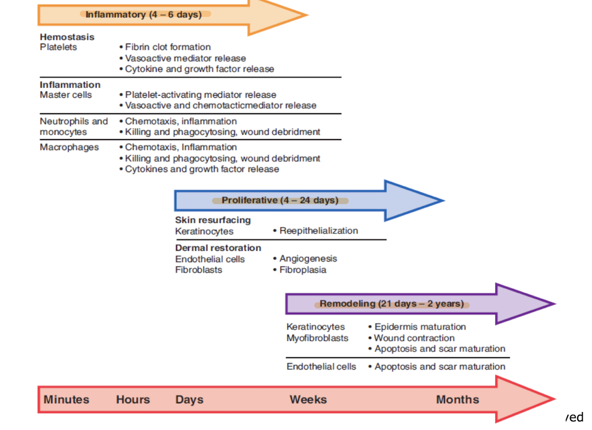 <ul><li><p>Hemostasis</p></li><li><p>Inflammation</p></li><li><p>Proliferation/granulation&nbsp;</p></li><li><p>Remodeling/maturation&nbsp;</p></li></ul><p></p>