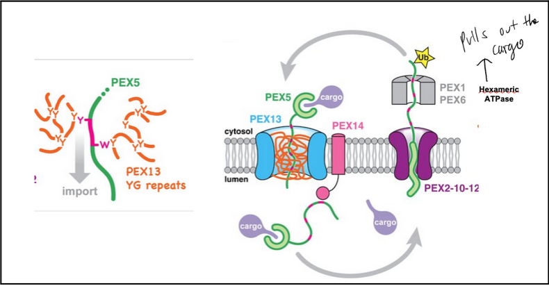 <ul><li><p><strong>Cargo Binding:</strong> PEX5 in the cytosol binds PTS1-containing cargo via its <strong>TPR domain</strong>.</p></li><li><p><strong>Docking:</strong> Cargo-bound PEX5 is recruited to the peroxisomal membrane docking complex (<strong>PEX13/PEX14</strong>) using <strong>WxxxF/Y motifs</strong>.</p></li><li><p><strong>Translocation:</strong> PEX5 and cargo move into the peroxisomal lumen. <strong>Diffusion back is prevented</strong> by high-affinity interactions with the <strong>lumenal PEX14</strong> and the <strong>YG hydrogel of PEX13</strong>.</p></li><li><p><strong>Export Initiation:</strong> PEX5’s <strong>amphipathic N-terminal helix</strong> inserts into the <strong>PEX2/PEX10/PEX12 ligase pore</strong>.</p></li><li><p><strong>Monoubiquitination:</strong> Conserved cysteine in PEX5 is ubiquitinated.</p></li><li><p><strong>Extraction &amp; Cargo Release:</strong> <strong>PEX1/PEX6 AAA ATPase</strong> pulls PEX5 out of the lumen, unfolding the TPR domain and releasing cargo.</p></li><li><p><strong>Refolding &amp; Reset:</strong> In the cytosol, PEX5 refolds and ubiquitin is removed by <strong>deubiquitinases</strong>, resetting it for another import cycle.</p></li></ul><p></p>