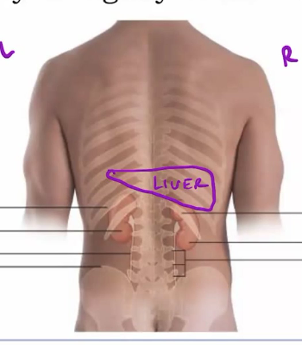 <p>Vertebral level of kidneys</p>