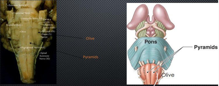 <ul><li><p>Superior Olive</p><ul><li><p>Auditory perception</p></li></ul></li><li><p>Inferior Olive</p><ul><li><p>Cerebellar motor learning </p></li></ul></li><li><p>Pyramids</p><ul><li><p>Corticospinal tract</p></li></ul></li></ul><p></p>
