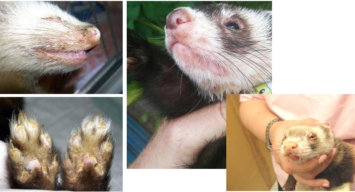 <p><span><em>Morbillivirus </em>(same that infects dogs) - several strains</span></p><p><span>Almost always fatal in ferrets </span></p><p><span>Transmission - aerosols (respiratory secretions), direct contact with urine/faeces/skin, fomites</span></p><p><span>Clinical Signs - lethargy, anorexia, fever, erythema, hyperkeratosis and crusts on footpads/face, dyspnoea, tachypnoea, cough, muco-purulent conjunctivitis, paresis, ataxia, seizures</span></p><p><span>Diagnosis - unvaccinated, swabs for PCR or antigen detection, PM and histopathology</span></p><p><span>Treatment - often euthanasia, supportive care (meloxicam, antibiotics, hyperimmune serum from another ferret, vitamin A and C)</span></p><p><span>Prevention - vaccination, avoid contact with unvaccinated dogs/ferrets, routine cleaning/hygiene</span></p>
