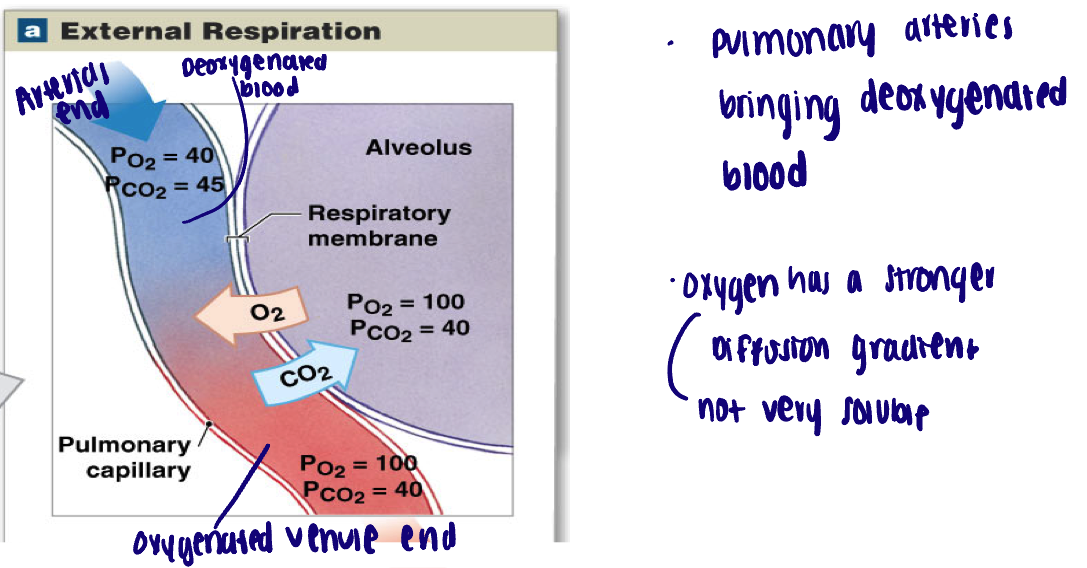 <ul><li><p>Exchange at respiratory membrane: </p><ul><li><p>Oxygen moves down its gradient FROM alveolus into plasma </p></li><li><p>Carbon dioxide moves down its gradient FROM plasma into alveolus </p></li></ul></li><li><p>P<sub>a</sub> O<sub>2</sub> = 40 mmHg → P<sub>v</sub> O<sub>2</sub> = 100 mmHg </p></li><li><p>P<sub>a</sub> CO<sub>2</sub> = 45 mmHg → P<sub>v</sub> CO<sub>2</sub> = 40 mmHg </p></li><li><p>a = arterial blood</p></li><li><p>v = venous blood</p></li></ul><p></p>
