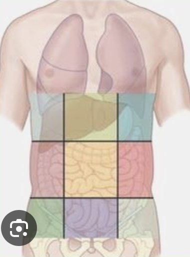 <p>left iliac (inguinal) region</p>