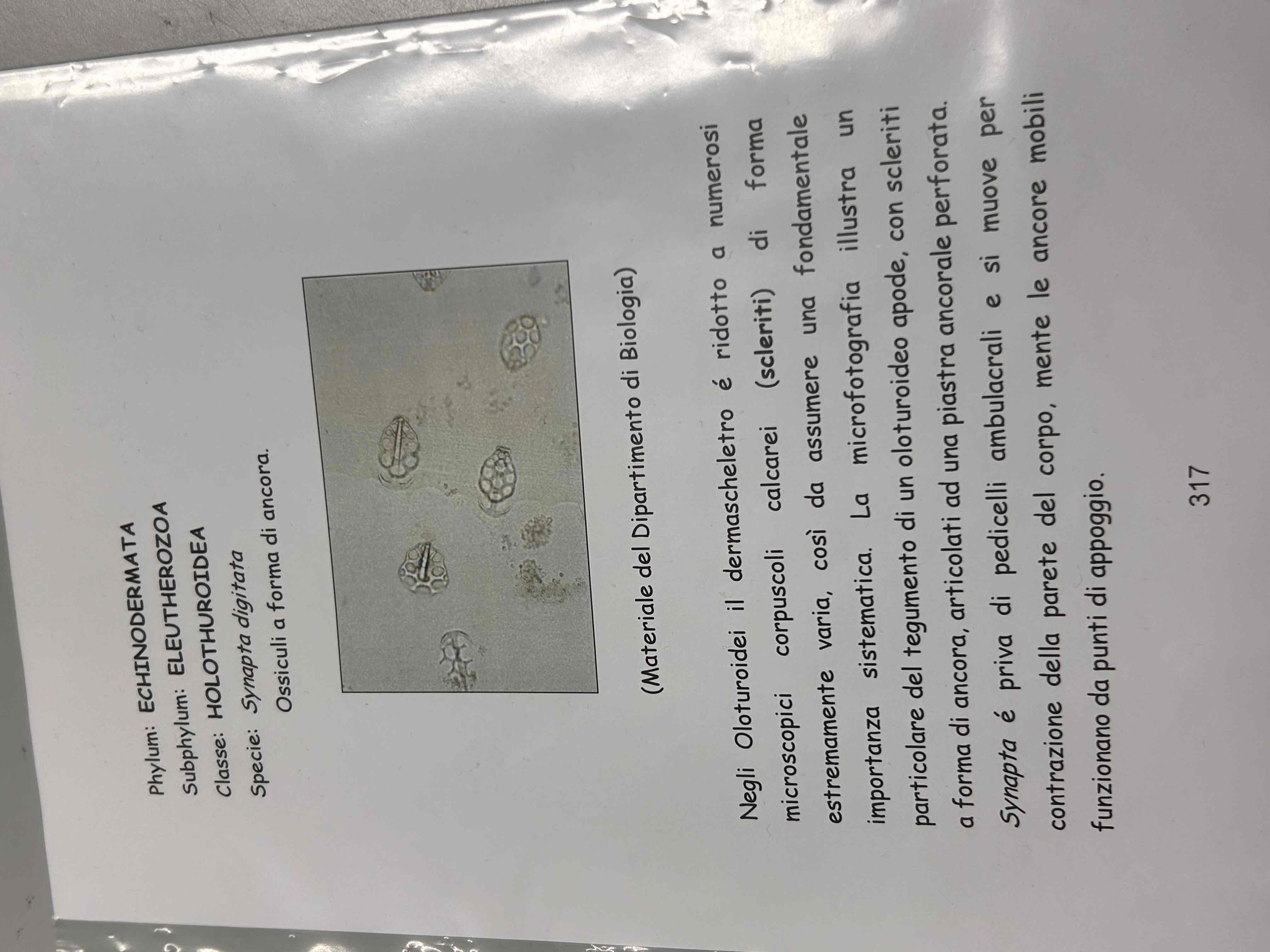 <p>Echinodermata</p><p>Oloturidei</p><p>Synapta digitata (ossicoli a ancora)</p>