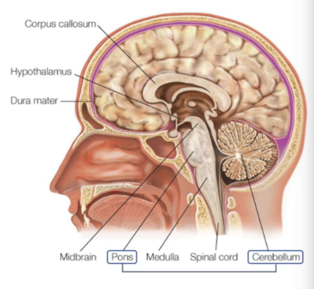 <p>“little brain”</p><ul><li><p>houses 69 billion neurons;</p></li><li><p>involvement in <em>motor control</em> and <em>maintaining balance</em>;</p></li><li><p>implicated in aspects of <em>cognitive processing (language, attention)</em></p></li></ul><p></p>