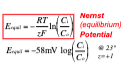 The Equilibrium potential of an ion influence the membrane potential of a cell

\
