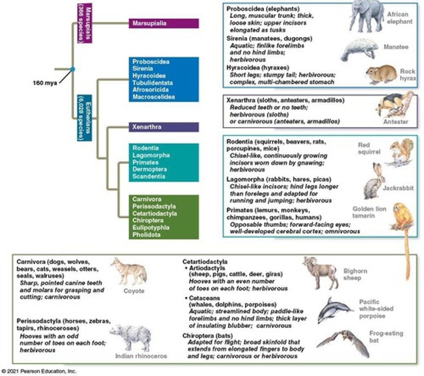 <p>Geographically isolated marsupials and eutherians can look similar due to similar adaptations to their environments.</p>