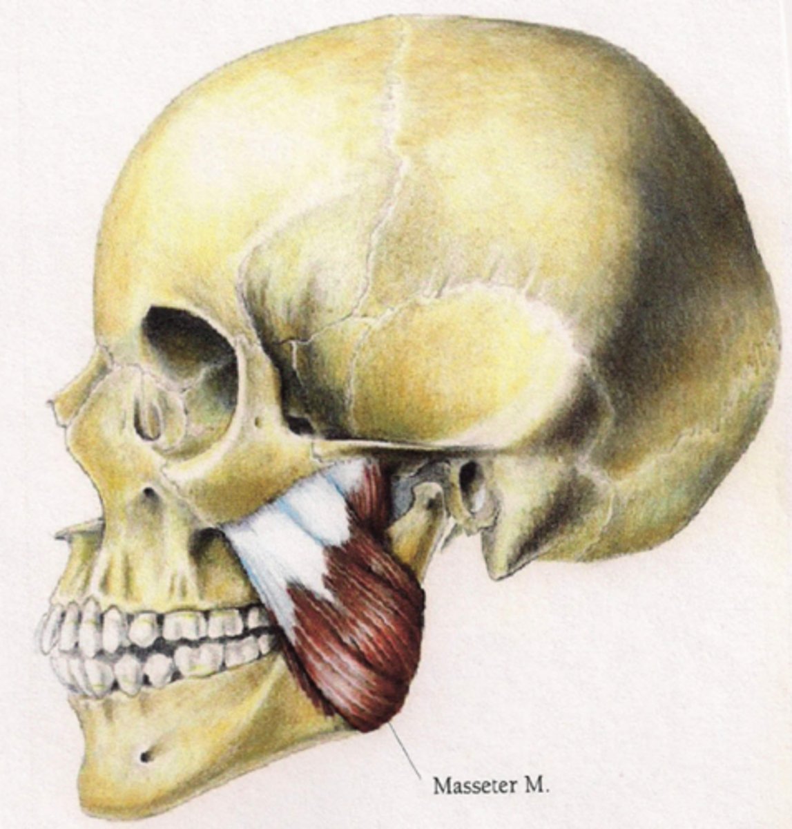 <p>Superficial head: Anteriror 2/3 of the lower boarder of the zygomatic arch</p><p>Deep head: posterior 1/3 and medial surface of the zygomatic arch</p>
