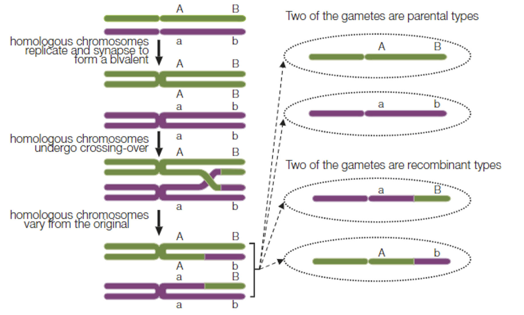 <p>In prophase I, synapsis occurs, where the homologous chromosomes (each consisting of two identical sister chromatids) lie next to each other.</p><p>In this position, corresponding sections of non-sister chromatids may touch, break, and then rejoin, thereby exchanging chromosomal material. The positions at which crossing over occurs are referred to as chiasmata.</p><p>(in other words: <em><mark data-color="green">When synapsis is in effect, crossing over may occur. This is when sections of non-identical chromatids come into contact causing an exchange of chromosomal material. The positions at which crossing over occurs are referred to as chiasmata</mark>)</em>. </p><p>Chromosomes with unique gene combinations as a result of crossing over are referred to as <strong>recombinants</strong> (recombinant chromosomes).  Crossing over forms new combinations of maternal and paternal genes.</p><p>Independent assortment: </p><p><mark data-color="green">During metaphase I, the maternal and paternal chromosomes of each homologous pair line up on the equator of the spindle independently of the other pairs. </mark></p><p><mark data-color="green">This greatly increases the number of unique genetic combinations</mark> by randomly distributing the maternal and paternal chromosomes. </p><p><mark data-color="green">Hence, crossing over and independent assortment are important in increasing the genetic variability of offspring, by altering the combination of genes that is passed on from one generation to the next.</mark></p>