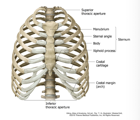 4 main components:

* 12 ribs (x2)
* sternum 
  * manubrium 
  * body 
  * Xyphoid process
* costal cartilage 
* Thoracic vertebrae (T1-T12)

  \
  \*designed to protect vital organs 

  \
  \
