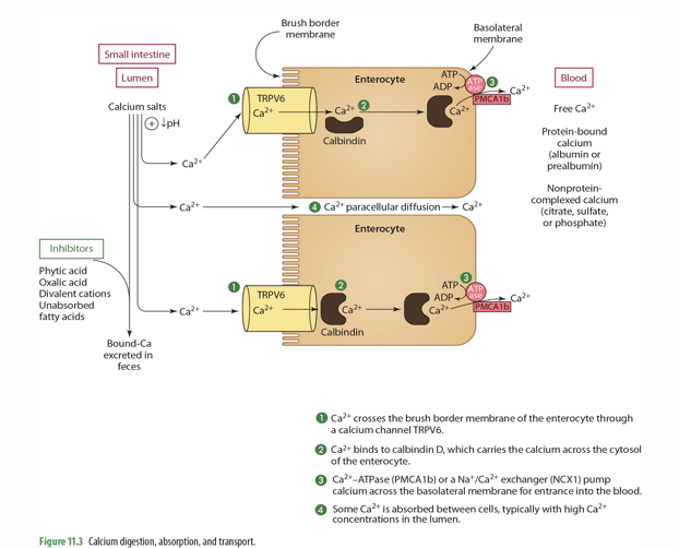 <p><strong>transient receptor potential vallinoid (TRPV6)</strong> or <strong>calcium transporter 1</strong></p>