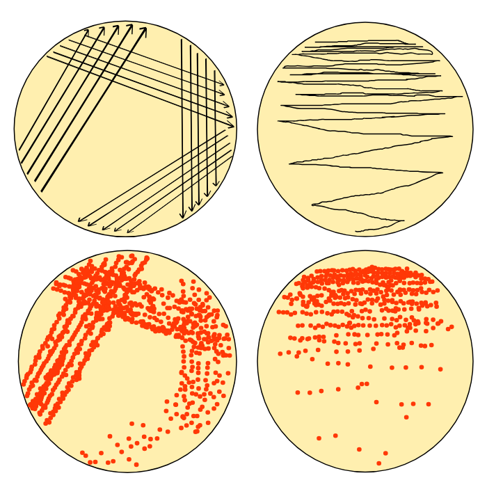 <ul><li><p><strong>Spread plate:</strong> distributes microorganisms evenly with a sterile spreader</p></li><li><p><strong>Streak plate:</strong> aims to obtain single colonies by rotating the plate to build layers of the culture on at least 3 separate streaks</p></li></ul><p></p>