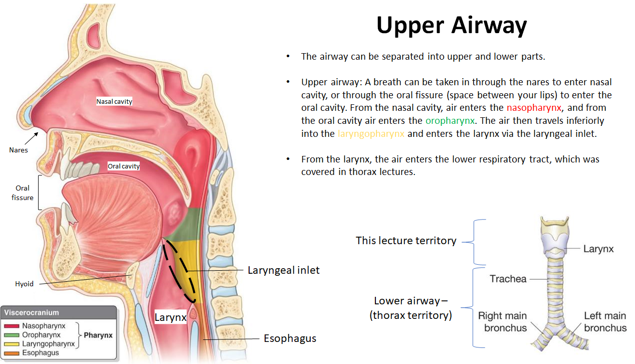 <p>Air enters through the <strong>nasal or oral cavity</strong>, passes the <strong>nasopharynx</strong> or <strong>oropharynx</strong>, then moves to the <strong>laryngopharynx</strong> and into the <strong>larynx</strong>.</p>