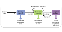 sensory memory, short-term memory, long-term memory