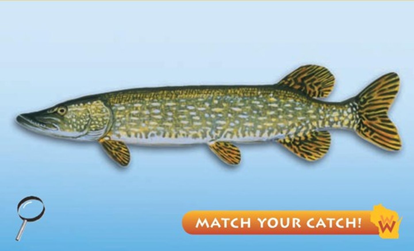 <p>Order Esociformes;</p><p>Pikes;</p><p>-Body very elongate; duck-like snout</p><p>-Freshwater</p><p>-3 genera, 9 species</p><p>-4 TN species</p>