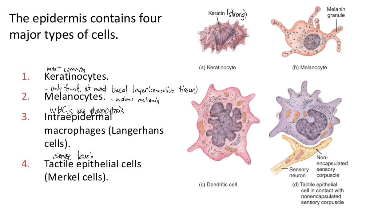 <ol><li><p>Keratinocytes (most common 85%, strong, basal layer)</p></li><li><p>Melanocytes (makes melanin, 8%)</p></li><li><p>Dendritic Cells (immune response, 5%)</p></li><li><p>Merkel/Tactile Epithelial Cells (sense touch)</p></li></ol><p></p>