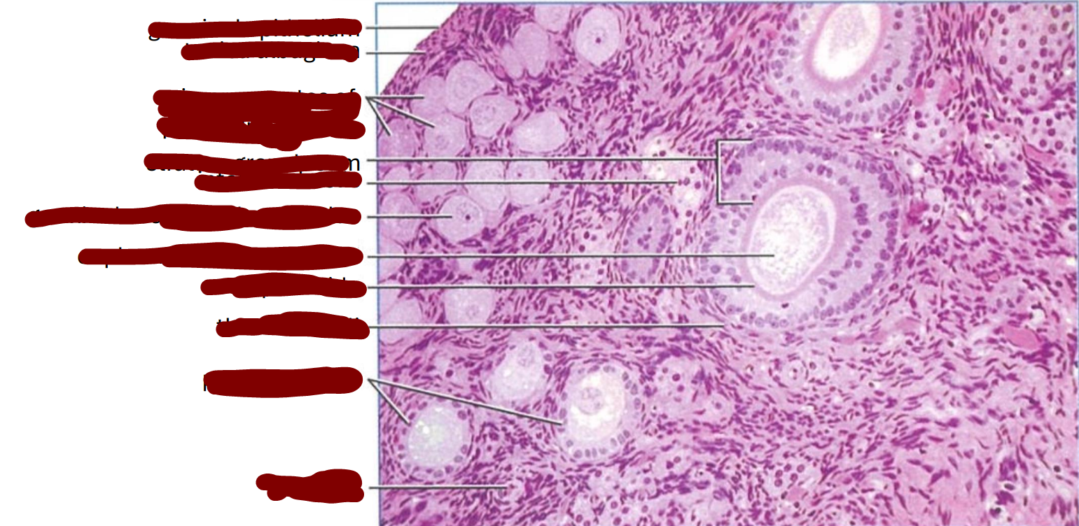 <p>section through an area of the cortex of a cat ovary containing primordial and primary follicles</p>