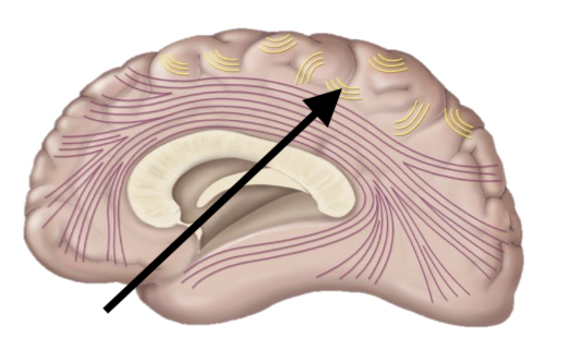 <p>Name the structure</p>