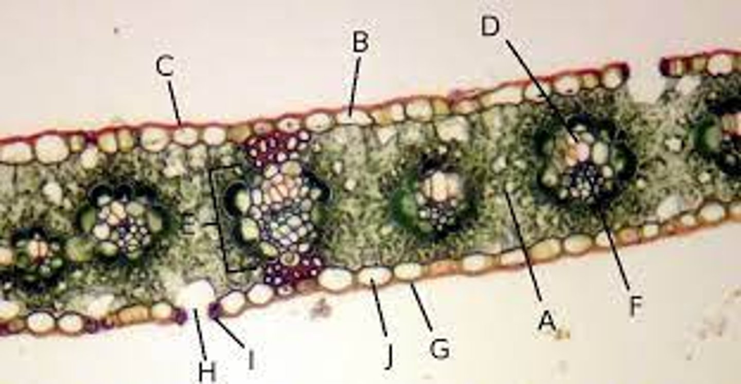 <p>A?</p>