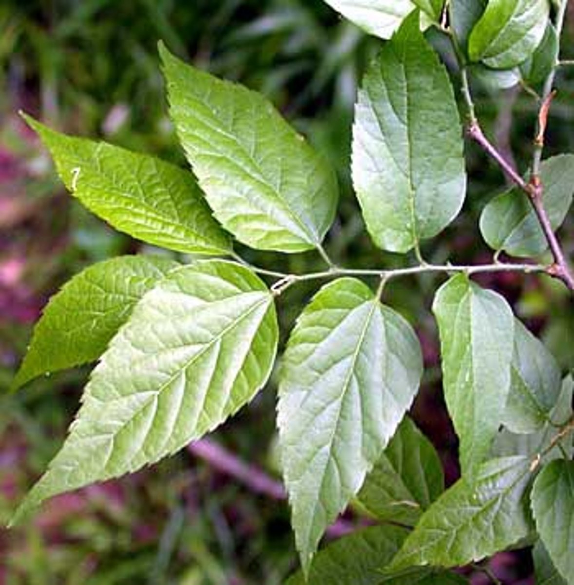 <p>Celtis laevigata, Cannabaceae</p>