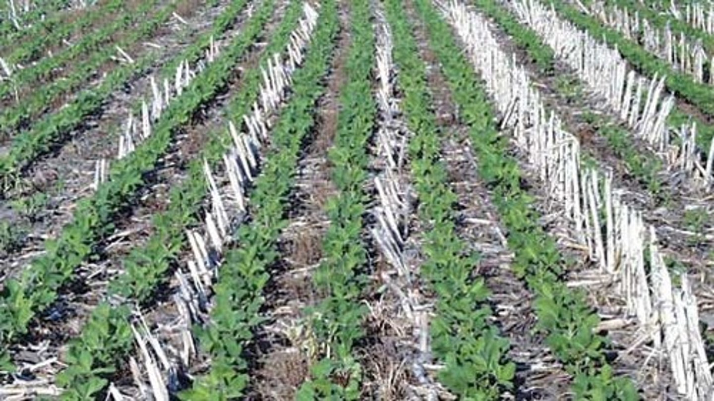 <p>An agricultural method in which farmers do not turn the soil between seasons as a means of reducing topsoil erosion.</p>