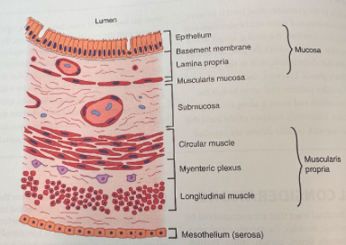 <ul><li><p><span>Loose connective tissue below the epithelium</span></p></li><li><p><span>Contains many immune and inflammatory cells even in health</span></p></li></ul><p></p>