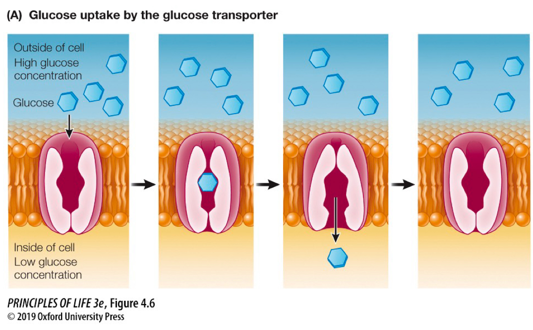 <p>integral transmembrane proteins that bind some substances and speed their diffusion through the bilayer</p>