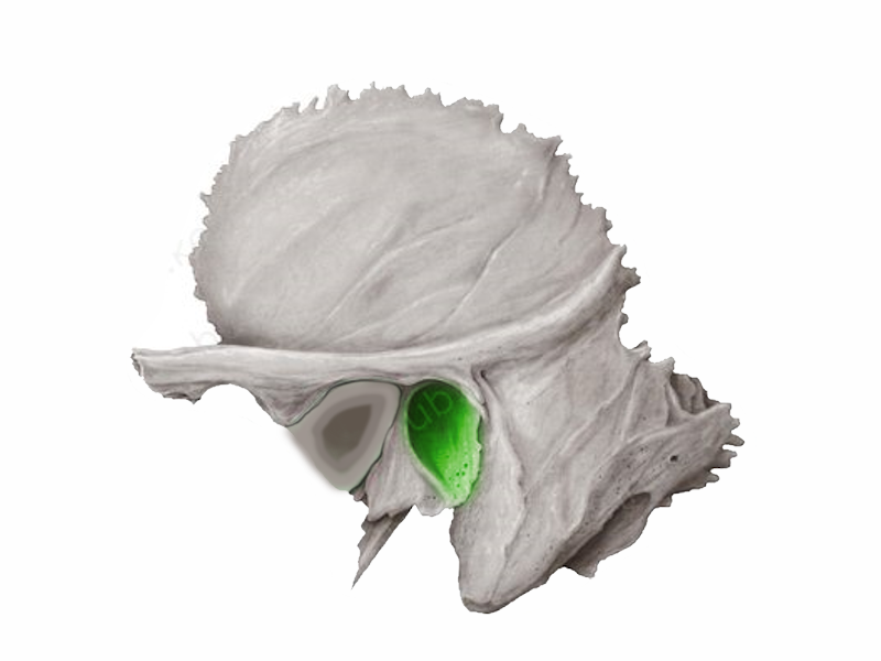 <p>külső hallónyílás</p>