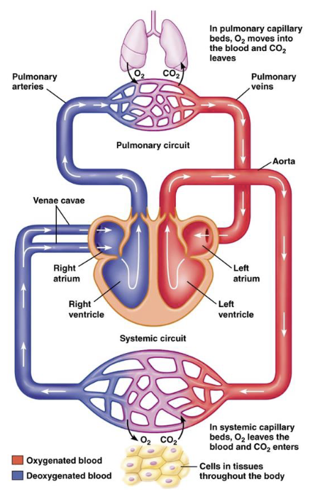 <ul><li><p>control of ESV&nbsp;</p><ul><li><p>prevents ESV from increasing (thus preventing clots)</p></li></ul></li><li><p>matching of CO from LV and RV</p><ul><li><p>outflow from right and left sides of the heart remain equal</p></li></ul></li><li><p>prevention of rise in venous pressure (venous return determines EDV)</p><ul><li><p>prevents blood from backing up into veins/capillaries</p></li><li><p>helps regulate the size of the heart</p></li></ul></li></ul><p></p>
