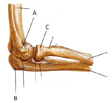 <p>A epicondylus medialis B olecranon C caput radii</p>