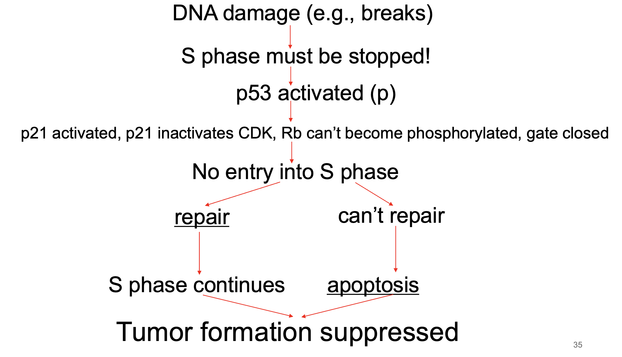 <p>cell damage/stress</p><ul><li><p>activates p53 → activates p21 → inhibits cdk complex → cell cycle arrest bc its damaged → gives time to repair OR if enough phos p53 accumulates, apoptosis</p></li></ul><p></p>