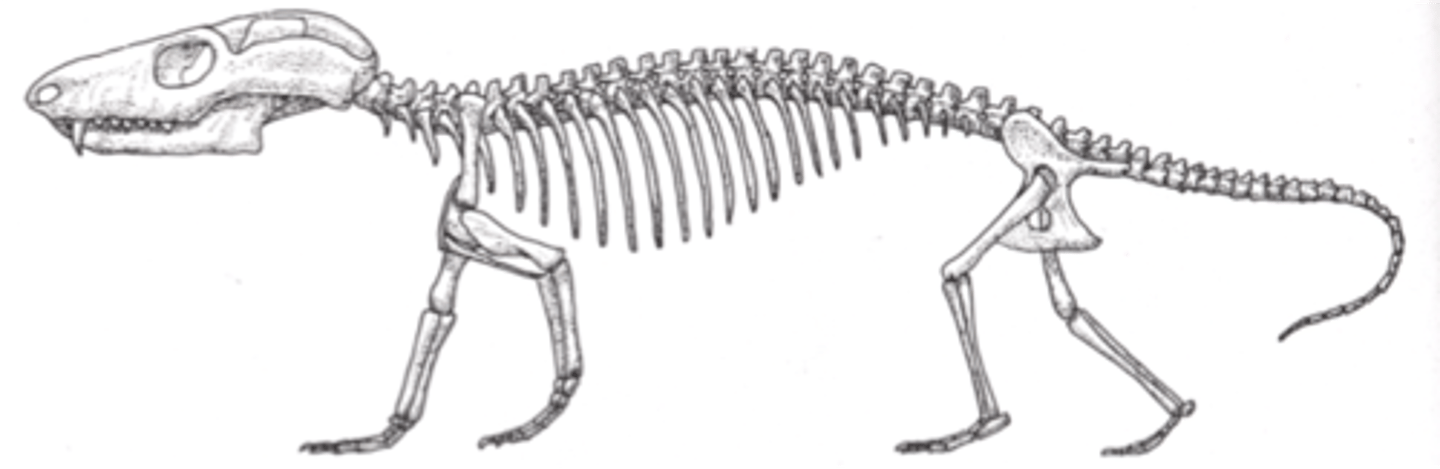 <p>Animals with mammalian skeletal traits, including whiskers/hair, mammal-like teeth, and bones that let them breathe while eating</p>