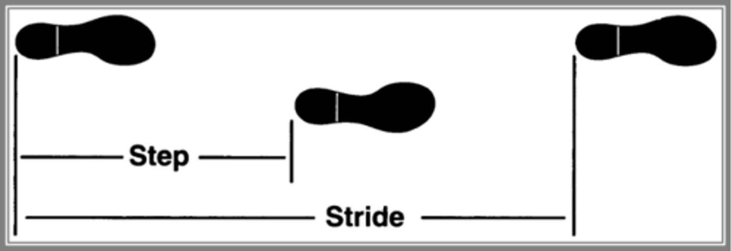 <p>Initiated at foot contact with ground: heel contact/strike (heel strike to next heel strike on the same side)</p><p>stride length = 144 cm</p>