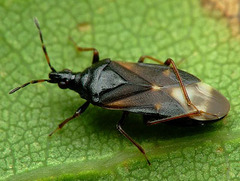 terrestrial