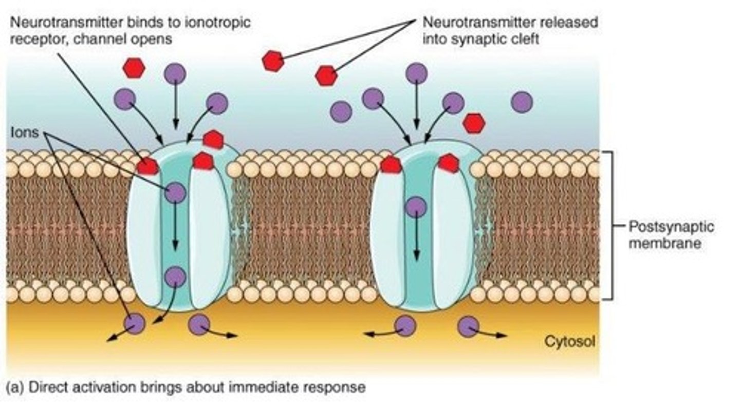 <p>Ligand-gated ion channels activated by acetylcholine.</p>