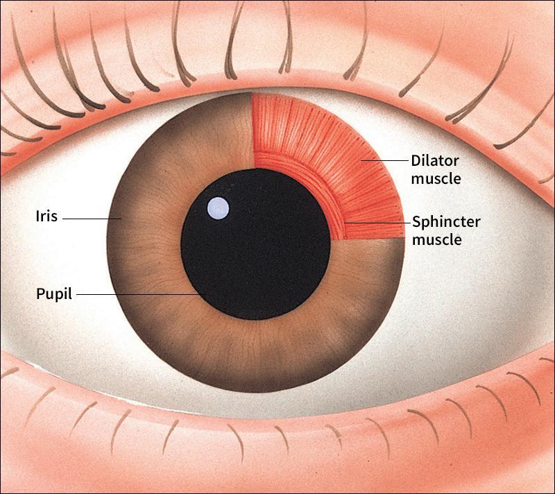<p>Mechanism of pupil constriction + dilation </p>