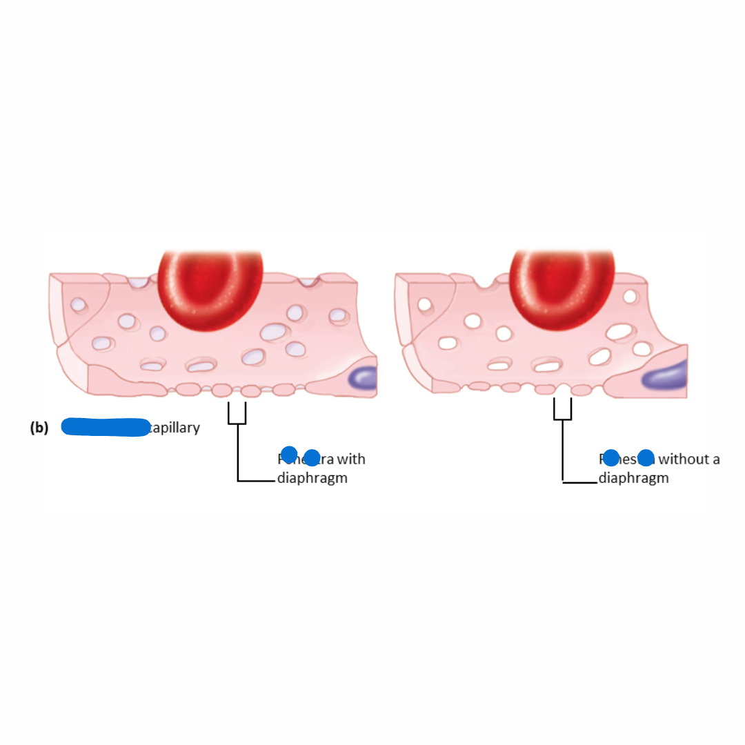 <p>similar to continuous capillaries except some of the endothelial cells contain small pores or windows, which make it more permeable</p><p>(pores/windows are in the name)</p>