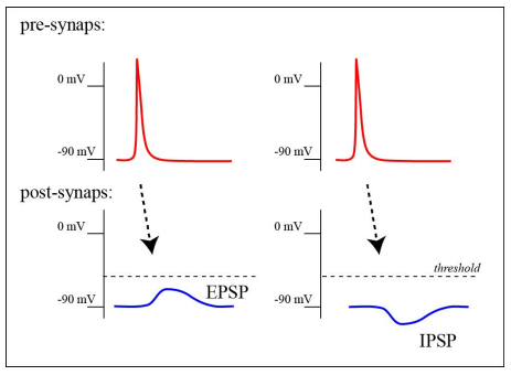 <p>• Excitatory postsynaptic potential (EPSP) – depolarization </p><p>• Inhibitory postsynaptic potential (IPSP) – hyperpolarization</p>