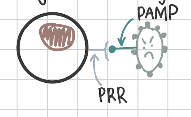 <p>PRRs on phagocytes recognize pathogens PAMP</p>