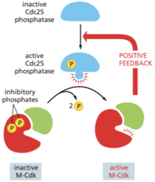 <ul><li><p>helps prepare unduplicated chromosomes for segregation&nbsp;</p></li><li><p>induces assembly of the mitotic spindle (pulls the duplicated chromosomes apart)&nbsp;</p></li><li><p>accumulate throughout G2, activated at the end of G2 when the activating phosphatase Cdc25 removes the inhibitory phosphates that were keeping M-Cdk inactive&nbsp;</p></li><li><p>activated M-cdk indirectly activates more M-Cdk creating a positive feedback loop&nbsp;</p></li><li><p>Activated M-cdk shuts down the inhibitory kinase Wee1→ promotes the production of activated M-cdk</p></li></ul><p> once M-Cdk activation begins, it ignites an explosive increase in M-Cdk activity that drives the cell abruptly—and irreversibly—from G2 into M phase.</p>