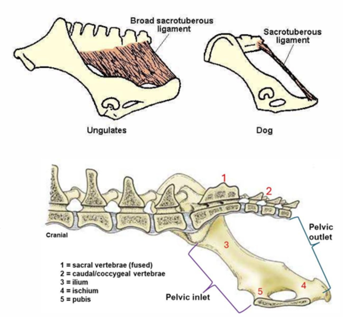 <p>Pelvic cavity borders:</p><p>pelvic symphysis, floor of pelvic canal, extends between pelvic inlet and outlet</p>