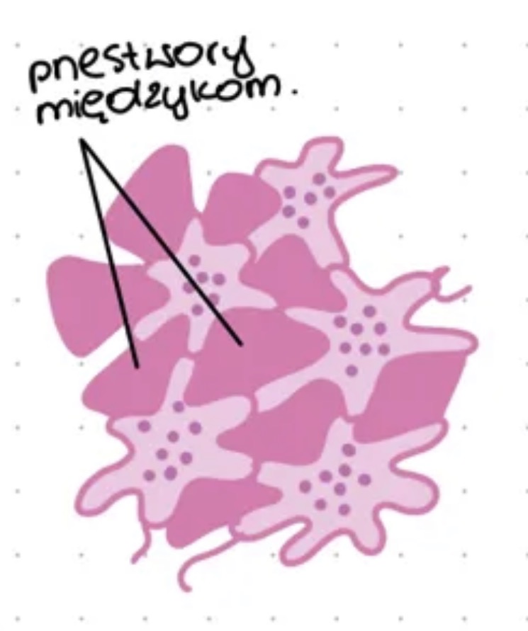 <ul><li><p>duże przestwory międzykomórkowe wypełnione powietrzem, u roślin wodnych i częściowo zanurzonych</p></li></ul><p></p>