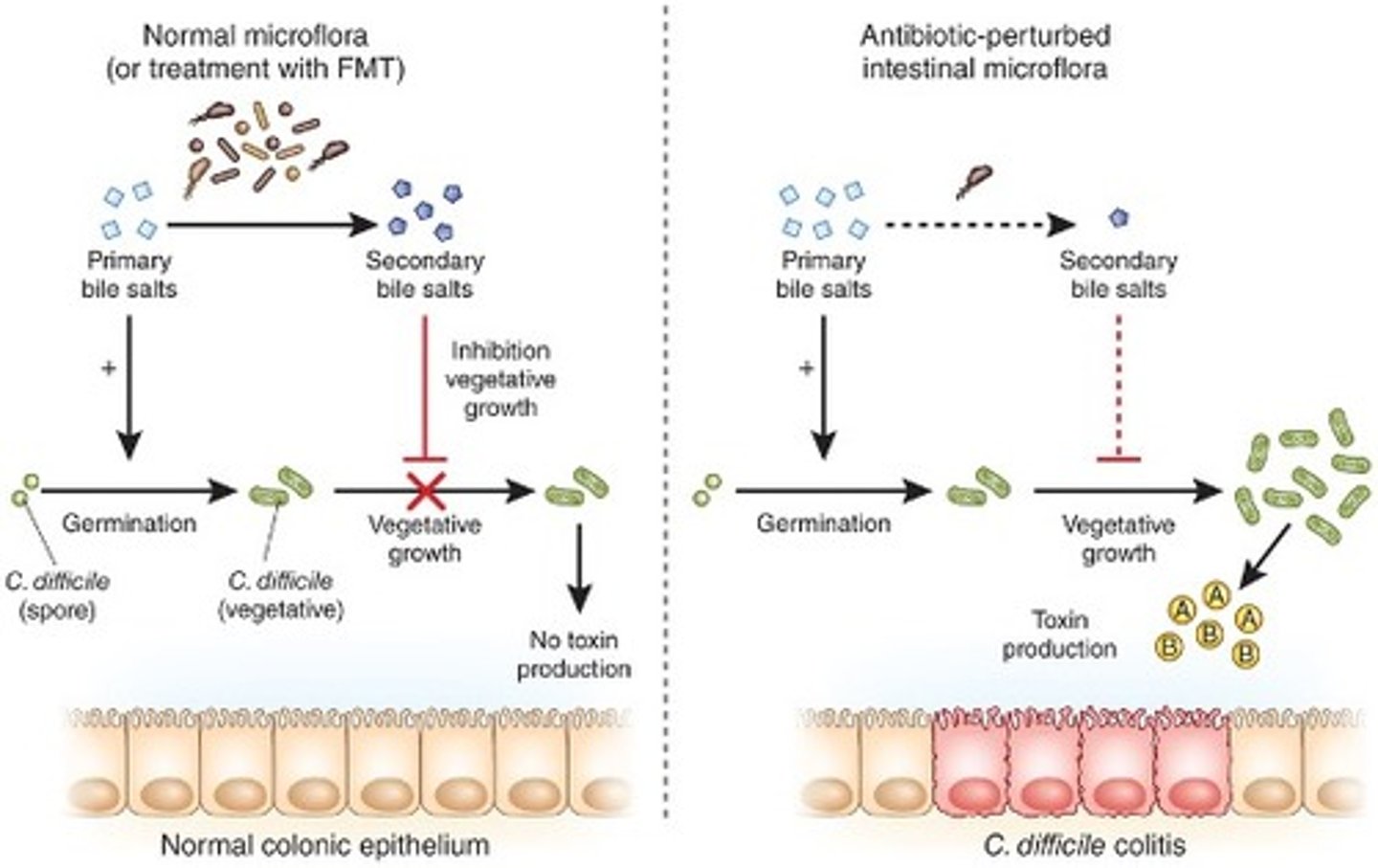 <p>Flourishes under antibiotic selective pressure</p>