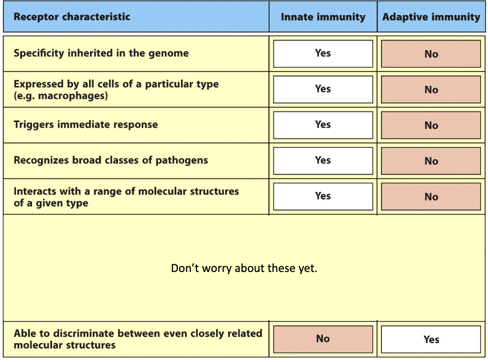<p>Adaptive receptors:</p><ul><li><p><span data-name="cross_mark" data-type="emoji">❌</span> Not inherited in genome</p></li><li><p><span data-name="cross_mark" data-type="emoji">❌</span> Not expressed by all cells</p></li><li><p><span data-name="cross_mark" data-type="emoji">❌</span> No immediate response</p></li><li><p><span data-name="check_mark_button" data-type="emoji">✅</span> Highly specific — can distinguish closely related molecules</p></li></ul><p></p>
