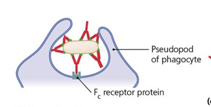 <p>How does oponization work in antibody function?</p>