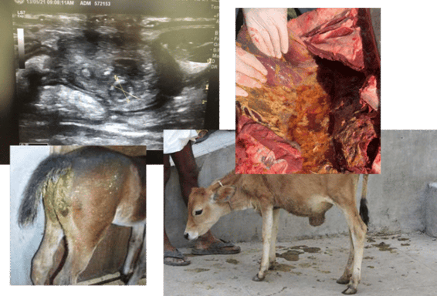 <p>link between colostrum intake with neonatal survival. </p><p>In large animal neonates, it is one of the most significant factors affecting health outcomes. Failure of passive transfer (FPT) is associated with:</p><p>Gastrointestinal Disease (e.g., diarrhea)</p><p>Septicemia (e.g., umbilical infections, pneumonia)</p><p>Higher Mortality Rates</p>