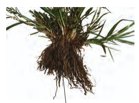 <p>Which root system is observed here?</p>